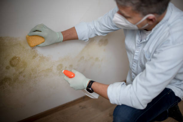 Best Black Mold Removal  in Linthicum, MD