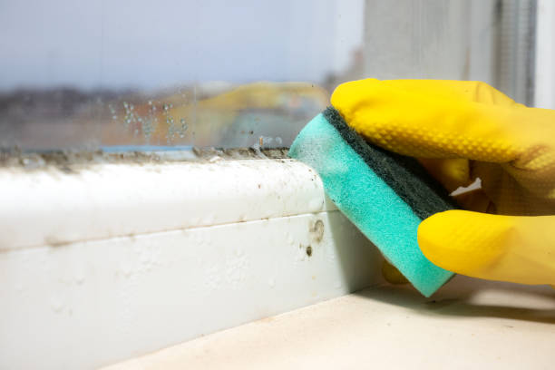 Best Mold Testing  in Linthicum, MD