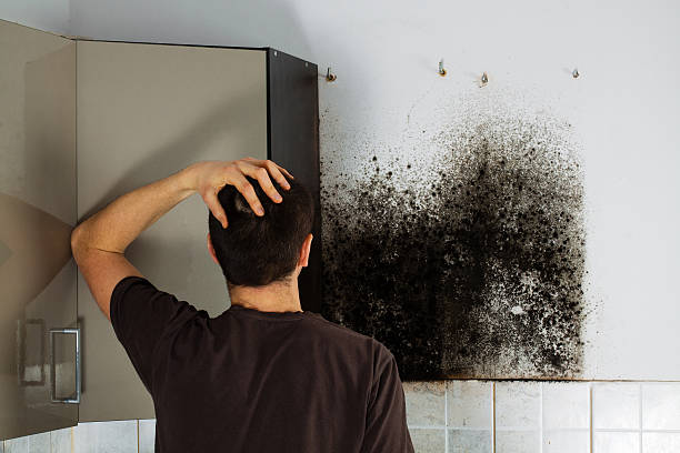 Best Residential Mold Removal  in Linthicum, MD