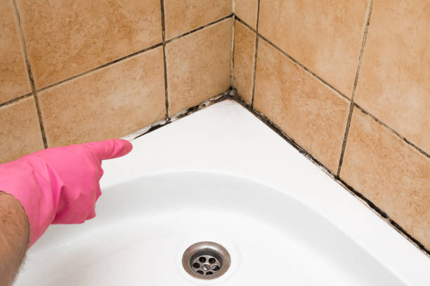 Best Same-Day Mold Removal  in Linthicum, MD